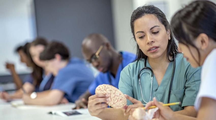 Medical students work in pairs during a class. Two women closest to the camera are looking at a model brain. 