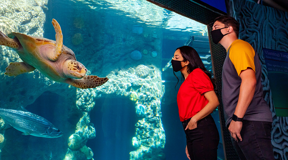 A sea turtle enjoys the company of people again at The Florida Aquarium.